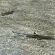 07- Deux requins pointe noire devant le bungalow 